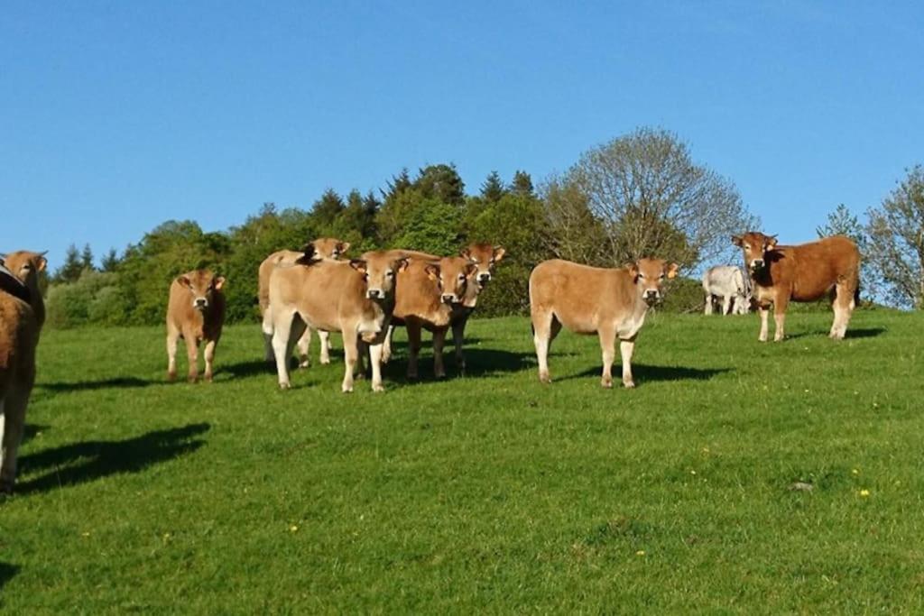 Gite A La Ferme Au Coeur De L'Auvergne Saint-Hippolyte  Exterior foto